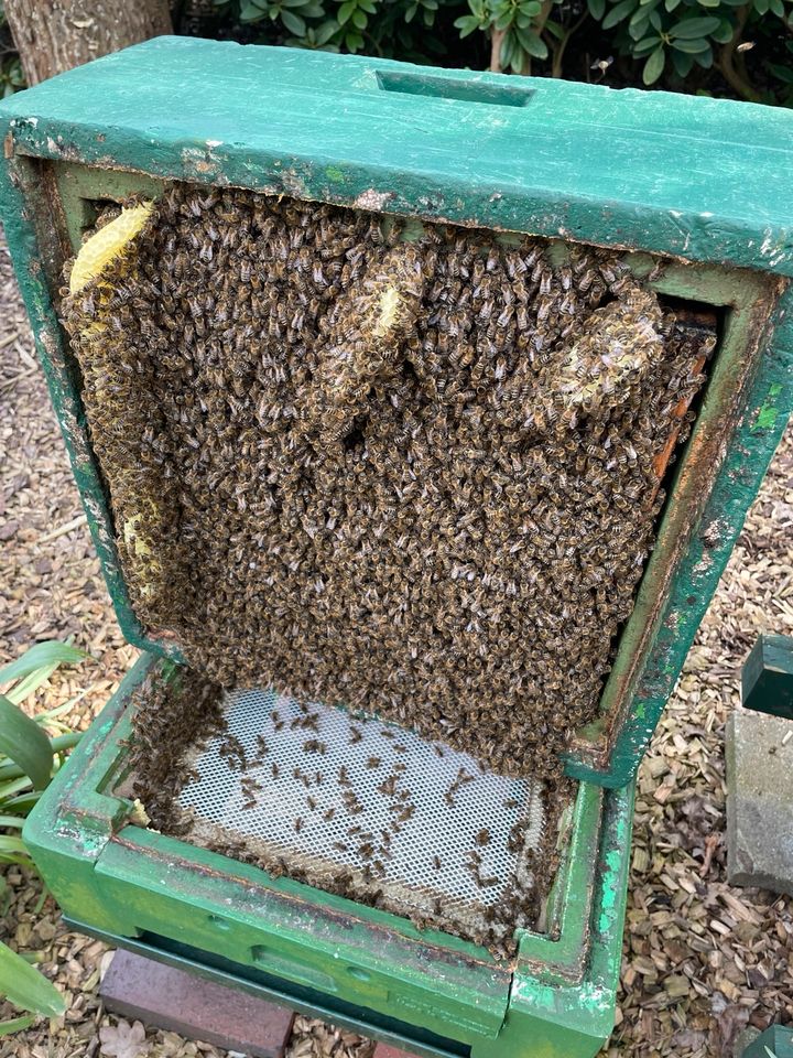 Bienen Bienenvolk auf Wunschgrösse Imkerei in Buxtehude