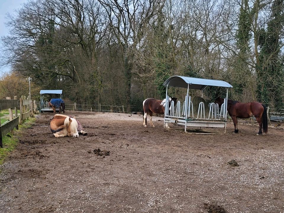 Platz im Offenstall frei !!! in Burscheid