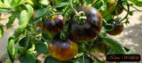 Schwarze Grüne Tomaten Samen Baden-Württemberg - Mannheim Vorschau