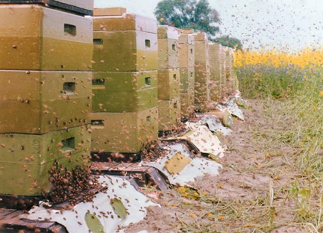 Bienenvölker Honigbienen DNM Carnica in Cottbus