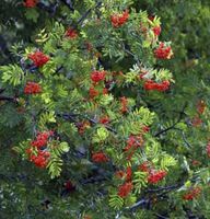 Eberesche Dodong 100-125cm - Sorbus Dodong Niedersachsen - Bad Zwischenahn Vorschau