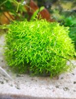 Pflanzen Kugel Bälle 5-7 cm für Aquarium Neu bepflanzt Sachsen - Kamenz Vorschau