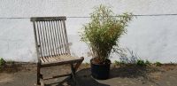 Bambuspflanzen Fargesia `Rufa`, H ca. 120 cm, 15 L Container Nordrhein-Westfalen - Dormagen Vorschau