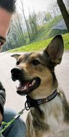 Schäferhund Mix sucht neues Zuhause Bayern - Walpertskirchen Vorschau