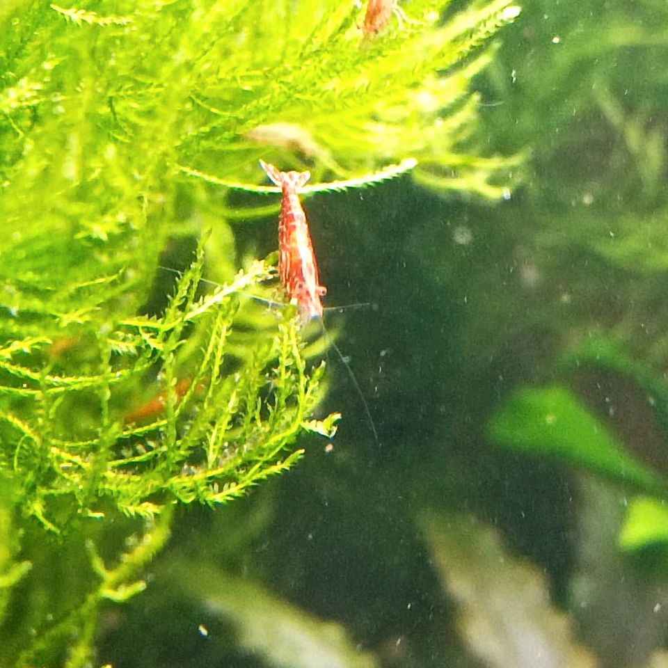 Neocaridina Sakura Garnelen in Bassum