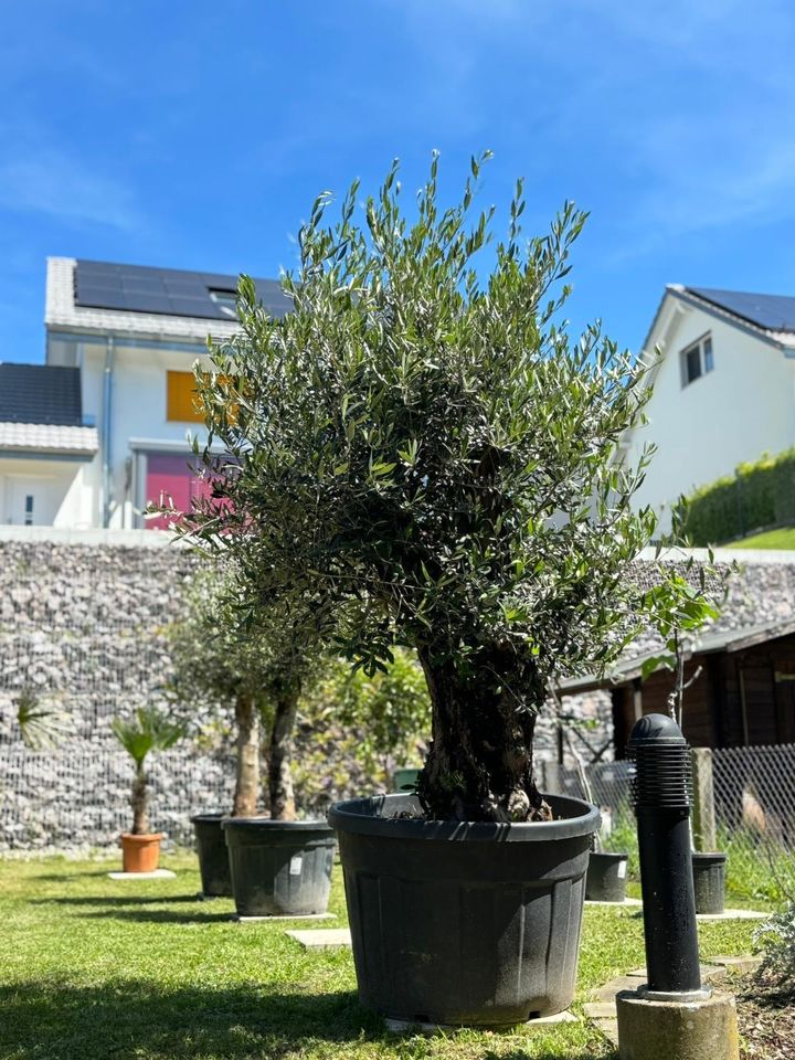 Olivenbaum ca. 150 Jahre alt in Konstanz