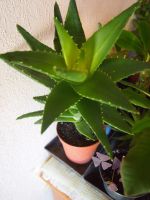 Sukkulente Zimmerpflanze Aloe Brevifolia Bayern - Weißenstadt Vorschau