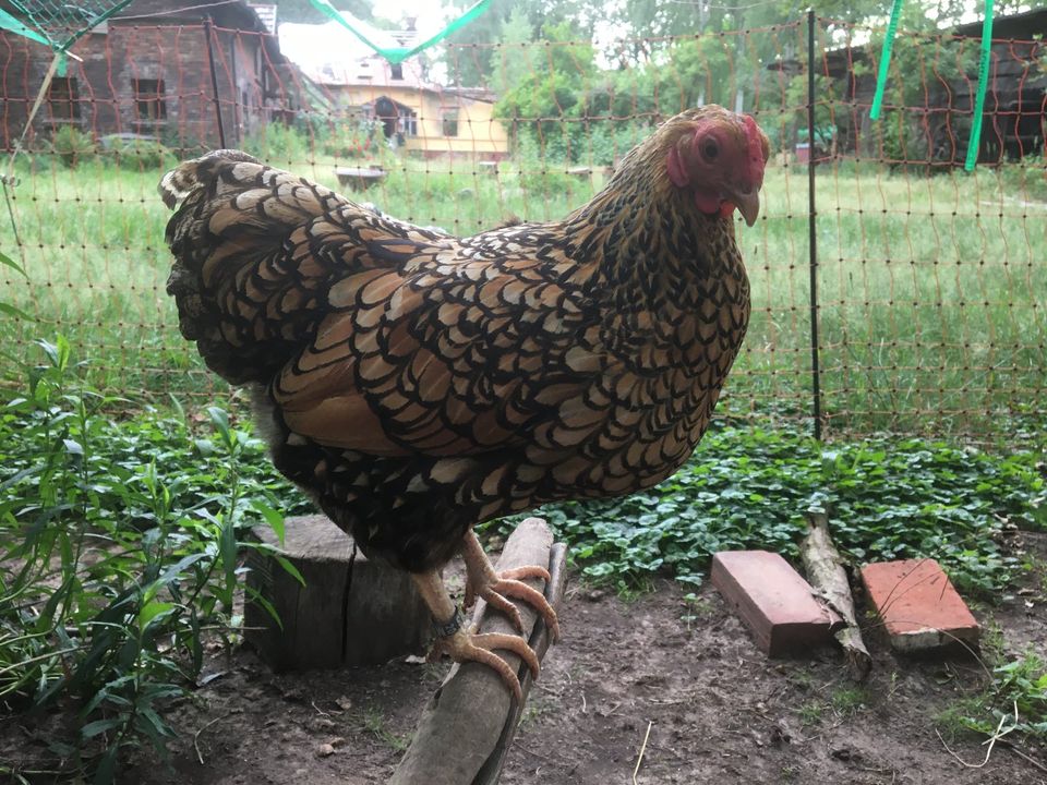 Stamm (1/1) Zwerg-Wyandotte, gelb-schwarz-gesäumt in Burg (Spreewald)