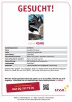 Kater Katze Momo gesucht! Lüneburger Heide - Neuenkirchen Vorschau