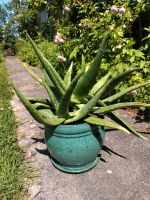 Aloe Vera im Keramiktopf Brandenburg - Potsdam Vorschau