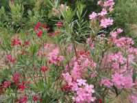 große Oleander, verschiedene Farben Bayern - Uffenheim Vorschau