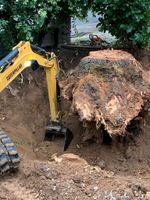 Gartenpflege|Pflasterarbeiten | Rollrasen | Rheinland-Pfalz - Mainz Vorschau