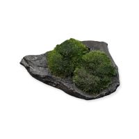 Aegagropila Slate Rock 7,99€* Aquarium Moos Stein Aquarienpflanze Saarland - Püttlingen Vorschau