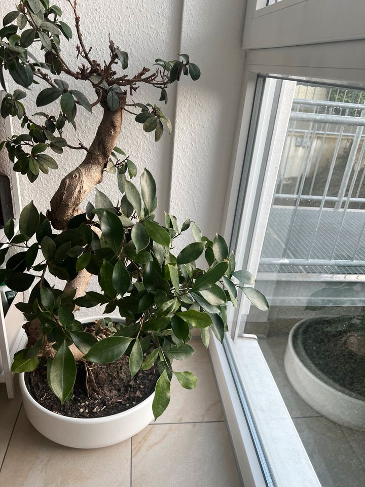 Zimmerpflanze Ficus Bonsai in Rheinbach