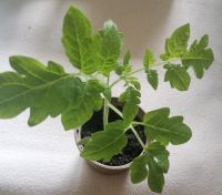 1,25€ Rispentomaten /Jungpflanzen /Tomatenpflanzen Rheinland-Pfalz - Selters Vorschau