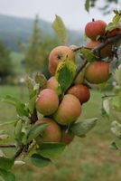 Professioneller Obstbaumschnitt für gesunde u. ertragreiche Bäume Baden-Württemberg - Mannheim Vorschau