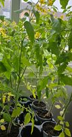 Verschiedene Sorten Tomatenpflanzen Bayern - Roth Vorschau