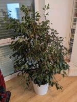 Ficus, 150 cm hoch mit Topf Brandenburg - Eggersdorf Vorschau
