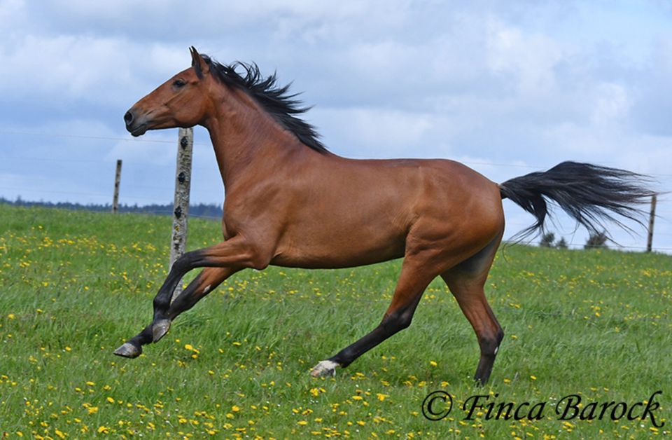 Andalusier, Stute, 6 Jahre, Braun, 156 cm, Freizeit geritten in Wiebelsheim