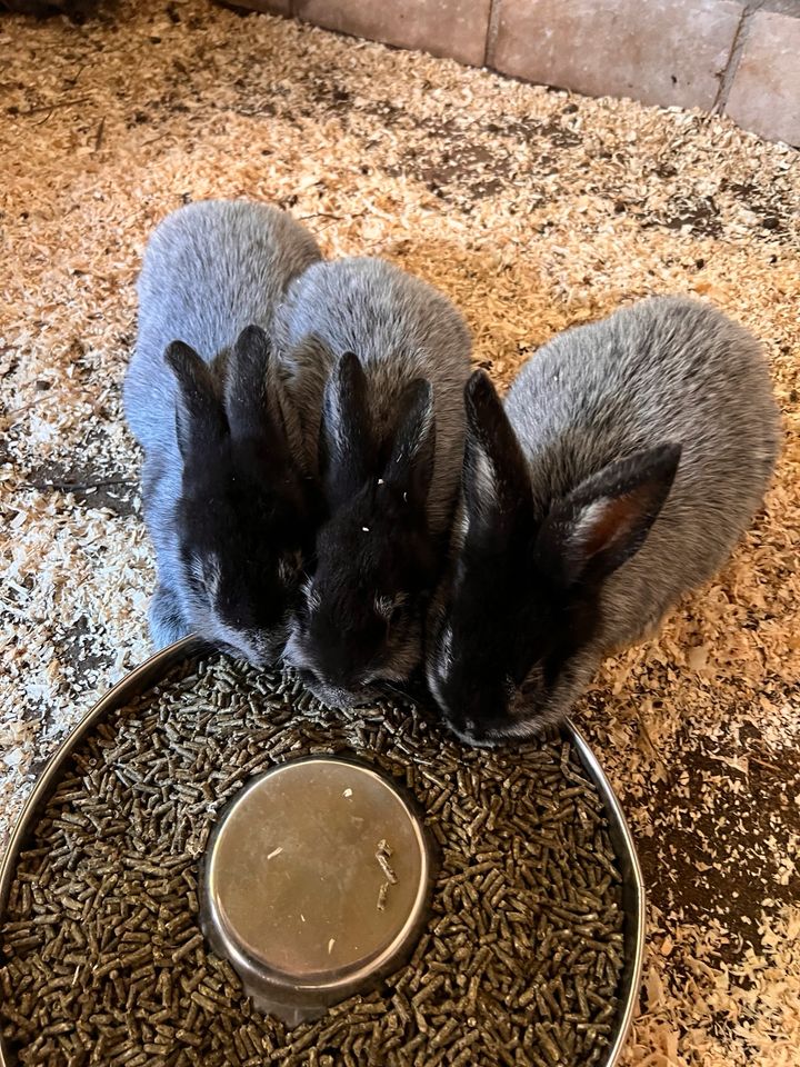 Helle Groß Silber Kaninchen zu verkaufen in Schellerten