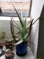 Aloe im Dekotopf Bayern - Friedberg Vorschau