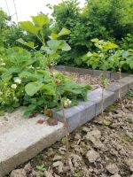 Ableger Johannisbeere | Stachelbeere | Jostabeere Niedersachsen - Schellerten Vorschau