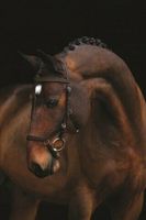 SALE Lagerräumung Horseware Micklem Competition Bridle UVP 165,95 - jetzt 99.- Trense,Ledertrense, Pony, Cob, Full, X-Full, anatomisch geformt, mit Bitclips, Neuware, Mega Sonderpreis solange Vorrat Nordrhein-Westfalen - Kempen Vorschau