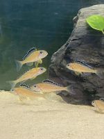 Xenotilapia papilio Tembwe Baden-Württemberg - Neckargemünd Vorschau