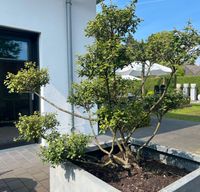 Ilex Crenata - Bonsai - Formgehölz - 105 cm Nordrhein-Westfalen - Dülmen Vorschau