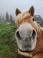 Kindergeburtstag, Familienfeier, Ponyreiten bei euch zu Hause Hessen - Bebra Vorschau