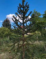 Chilenische Schmucktanne - Andentanne - Affenbaum - Araucaria Berlin - Köpenick Vorschau