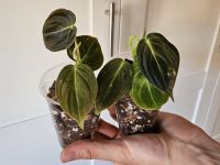 Philodendron Melanochrysum Babypflanze / Ableger Stuttgart - Bad Cannstatt Vorschau