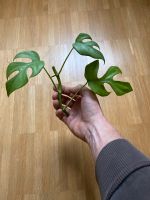 Rapidophora tetrasperma / Mini Monstera cuttings Nürnberg (Mittelfr) - Mitte Vorschau