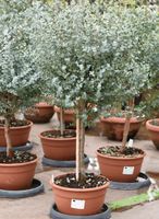 ✅NEU✅Eucalyptus Gunni Stamm Eukalyptusbaum, 45 - 60 cm, Baum 1 Mitte - Gesundbrunnen Vorschau