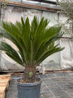 Sagopalmfarn Cycas Revoluta Palme | L | ca. 100-120cm Stuttgart - Feuerbach Vorschau