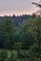 Waldgrundstück Rheinland-Pfalz - Hahn Vorschau