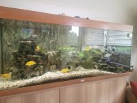 Aqarium 450L Essen - Essen-Borbeck Vorschau