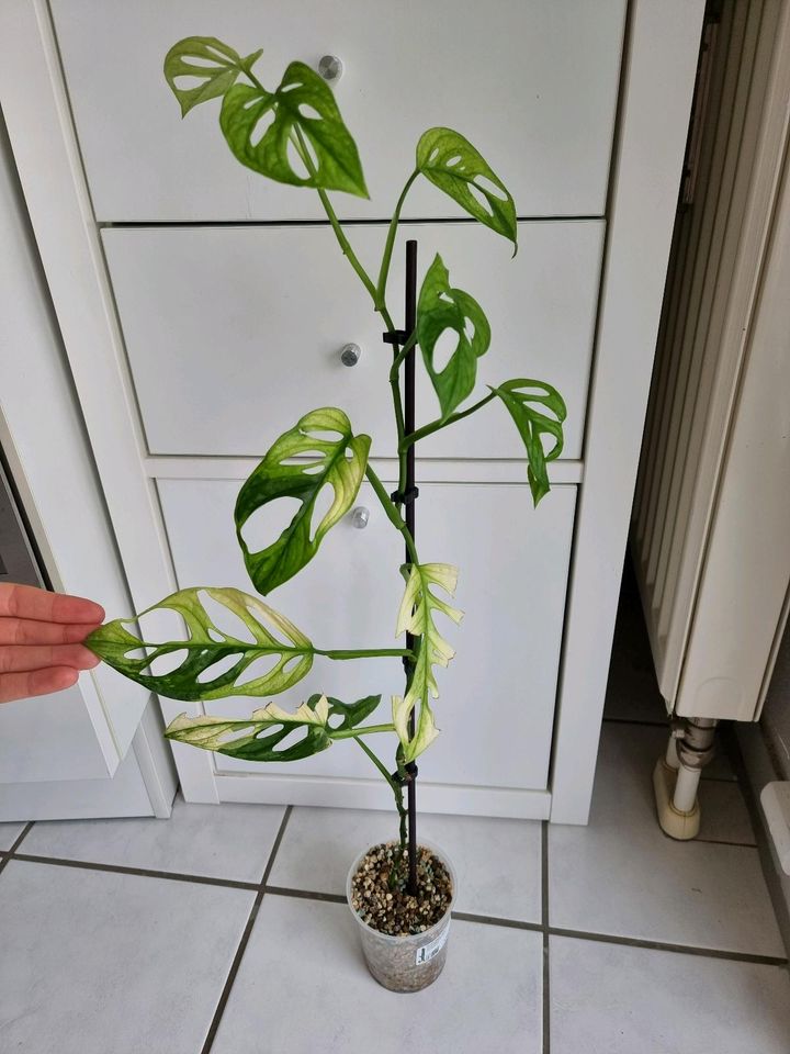 Bald Ableger + Wetsticks von Monstera A. Variegata Pflanze Nr. 2 in München