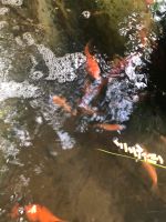 Schöne gesunde Goldfische aus dem Teich . Nordrhein-Westfalen - Solingen Vorschau