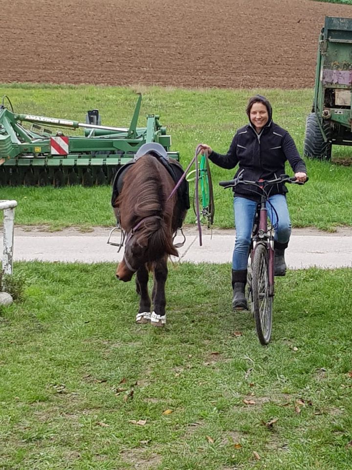 Beritt und Unterricht, Islandpferde und andere Rassen Auch mobil! in Wiesloch