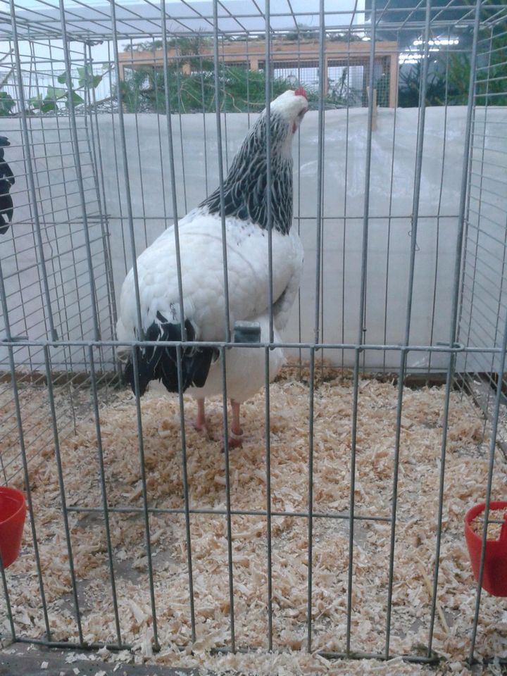 Sussex Hühner (keine) Bruteier Ausstellungstiere in Pleystein
