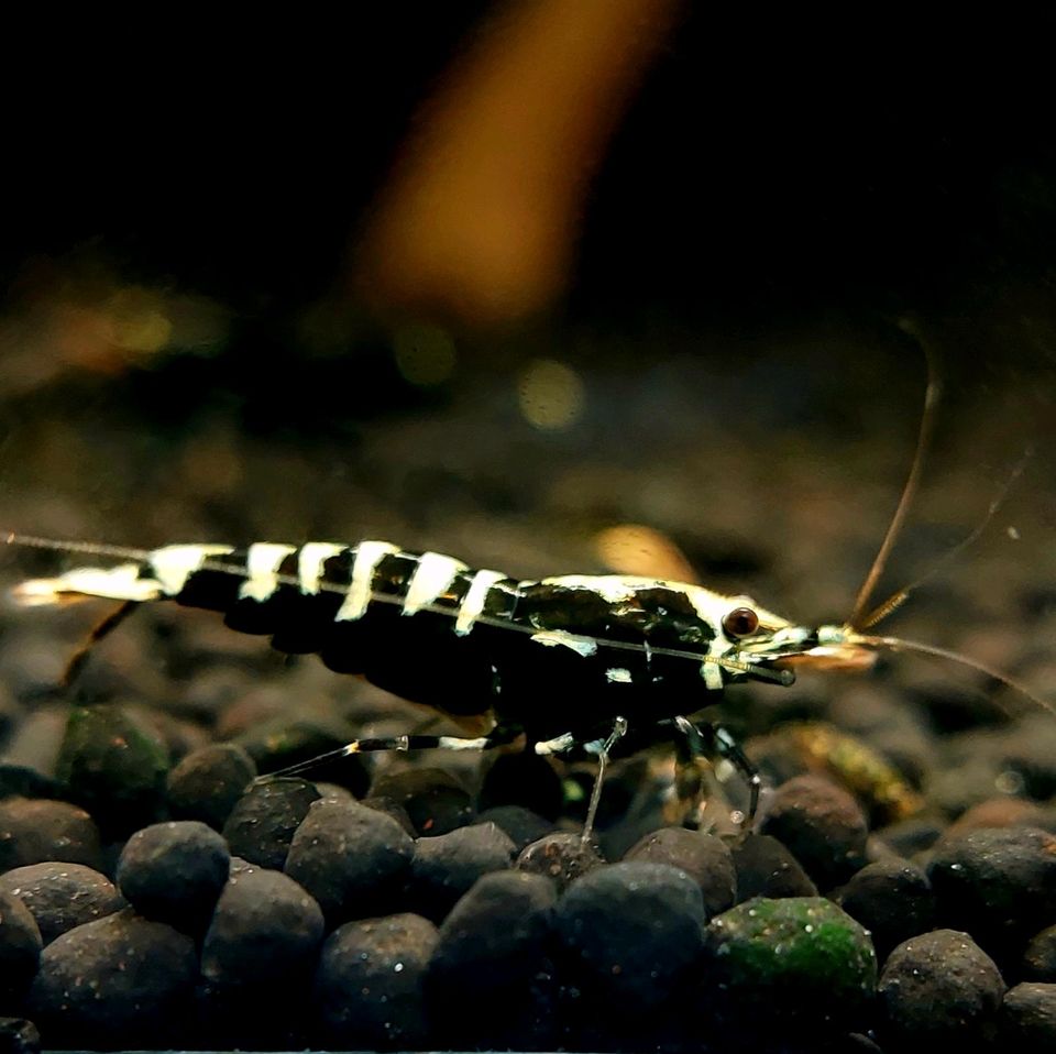 Black Galaxy Fishbone/Zebra Garnelen Caridina schwarz, 10€* in Möglingen 