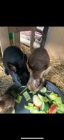 Groß Kaninchen Thüringen - Schwaara Vorschau