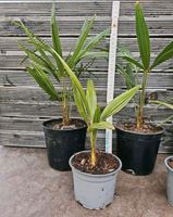 Jungpflanzen Trachycarpus Fortunei Hanfpalme Palme winterhart Nordrhein-Westfalen - Rheinberg Vorschau