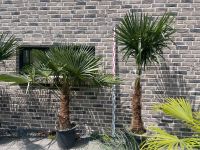 Trachycarpus Fortunei XL winterharte Palme Schleswig-Holstein - Warnau b Nettelsee Vorschau