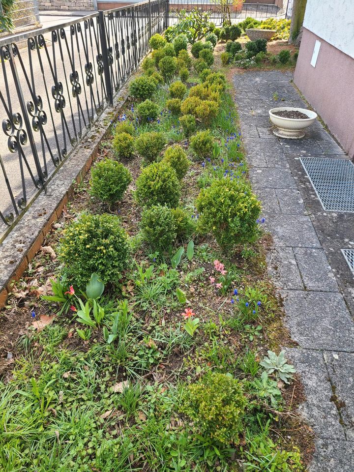 Buchsbaum Buchs Hecke Buchsbaumkugel ZU VERKAUFEN in Schwabach