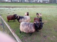 Graue gehörnte Heidschnucken Nordrhein-Westfalen - Minden Vorschau