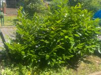 120-130 cm Immergrün pflanzen Hessen - Maintal Vorschau