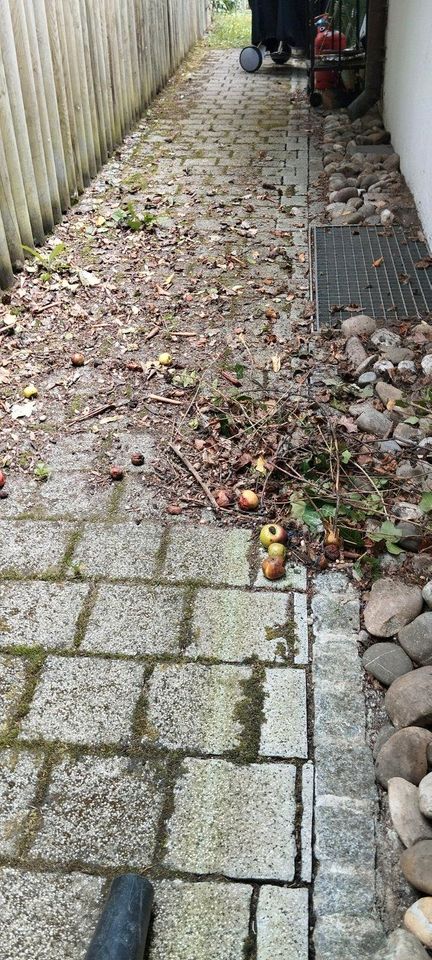 Haushaltshilfe, Reinigung, Gartenpflege für Kulmbach! in Kulmbach