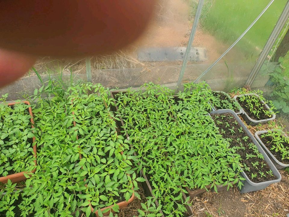 Tomatenpflanzen in Amberg